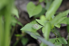 Leptosia nina niobe