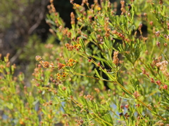 Gastrolobium cuneatum