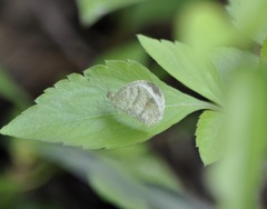 Leptosia nina niobe