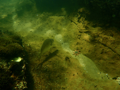 Acanthopagrus butcheri