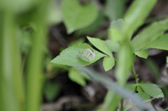 Leptosia nina niobe