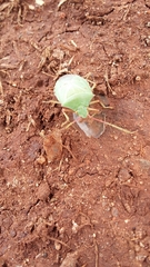 Chlorocoris distinctus