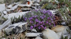 Astragalus spatulatus