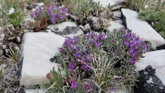 Astragalus spatulatus