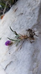 Astragalus spatulatus