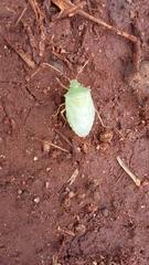 Chlorocoris distinctus