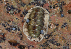 Acanthopleura granulata