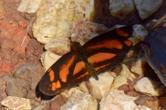 Castilia eranites
