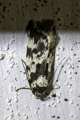 Barea confusella