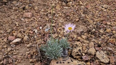 Erigeron argentatus
