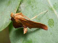 Endotricha pyrosalis