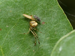 Theridion pyramidale