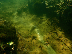 Acanthopagrus butcheri