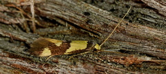 Opogona comptella