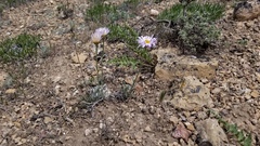 Erigeron argentatus