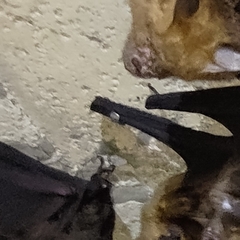 Hipposideros armiger terasensis