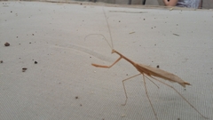 Bistanta mexicana