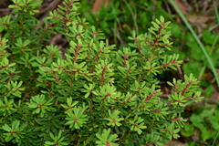 Tasmannia vickeriana