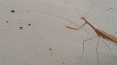 Bistanta mexicana