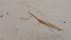 Bistanta mexicana