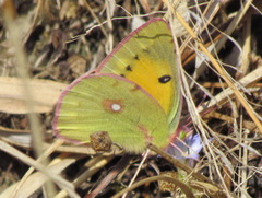Colias fieldii