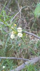 Acacia rupicola
