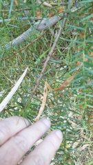 Acacia rupicola