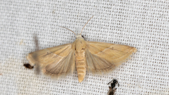 Eublemma