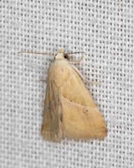 Eublemma