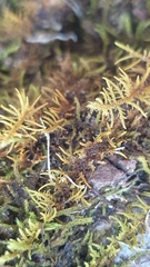 Thuidiopsis