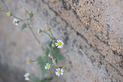 Perityle microglossa