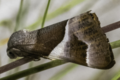 Niceteria macrocosma