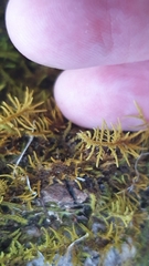 Thuidiopsis