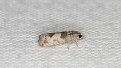Spilonota constrictana