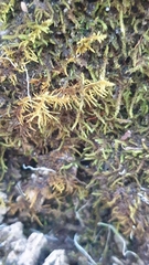 Thuidiopsis