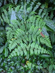 Dennstaedtia scandens