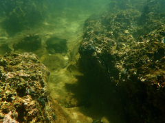 Acanthopagrus butcheri