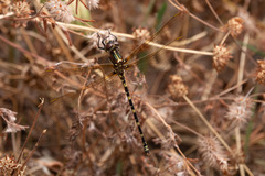 Synthemis eustalacta