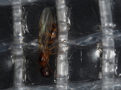 Colobopsis macrocephala