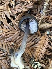 Cyanula