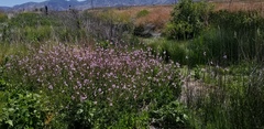 Sidalcea neomexicana