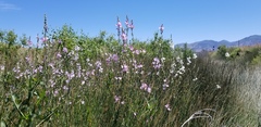 Sidalcea neomexicana