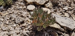 Astragalus eurekensis