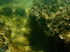 Acanthopagrus butcheri