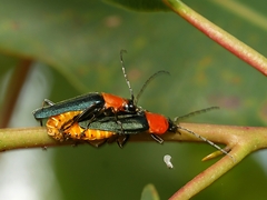 Chauliognathus tricolor