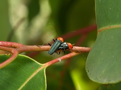 Chauliognathus tricolor