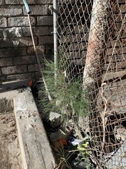 Casuarina cunninghamiana