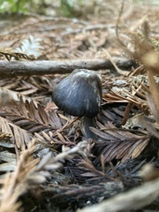 Cyanula