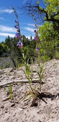 Penstemon leiophyllus
