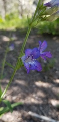 Penstemon leiophyllus